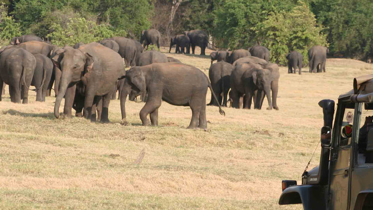 Safari from Koggala