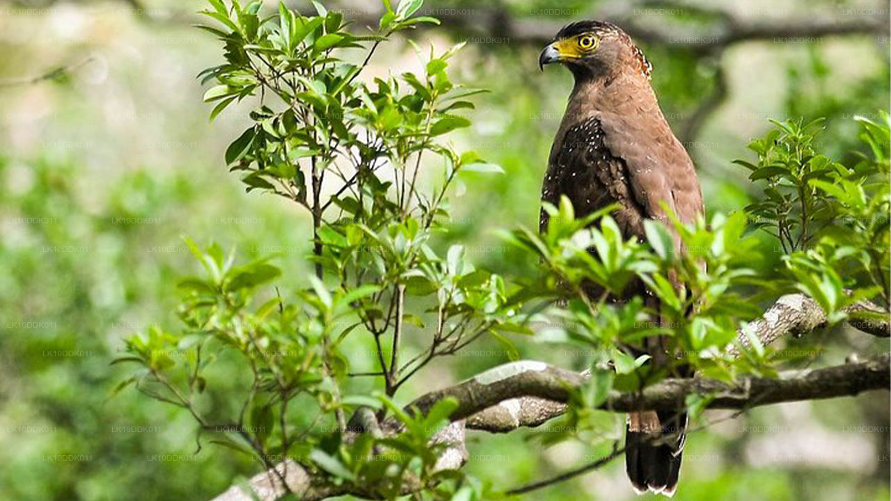 鳥と哺乳類を観察するワイルドライフツアー（14日間）