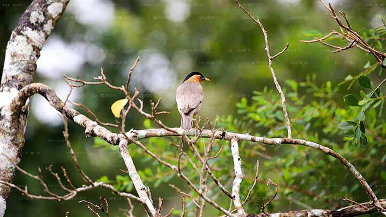 鳥と哺乳類を観察するワイルドライフツアー（14日間）