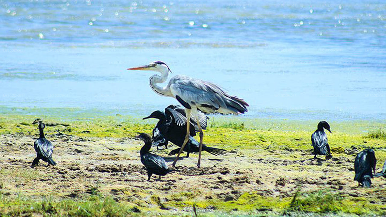 鳥と哺乳類を観察するワイルドライフツアー（14日間）