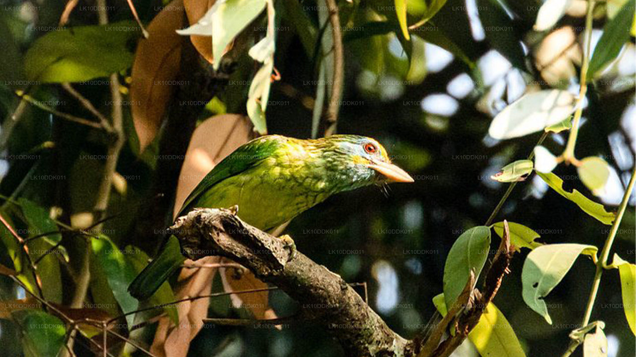 鳥と哺乳類を観察するワイルドライフツアー（14日間）