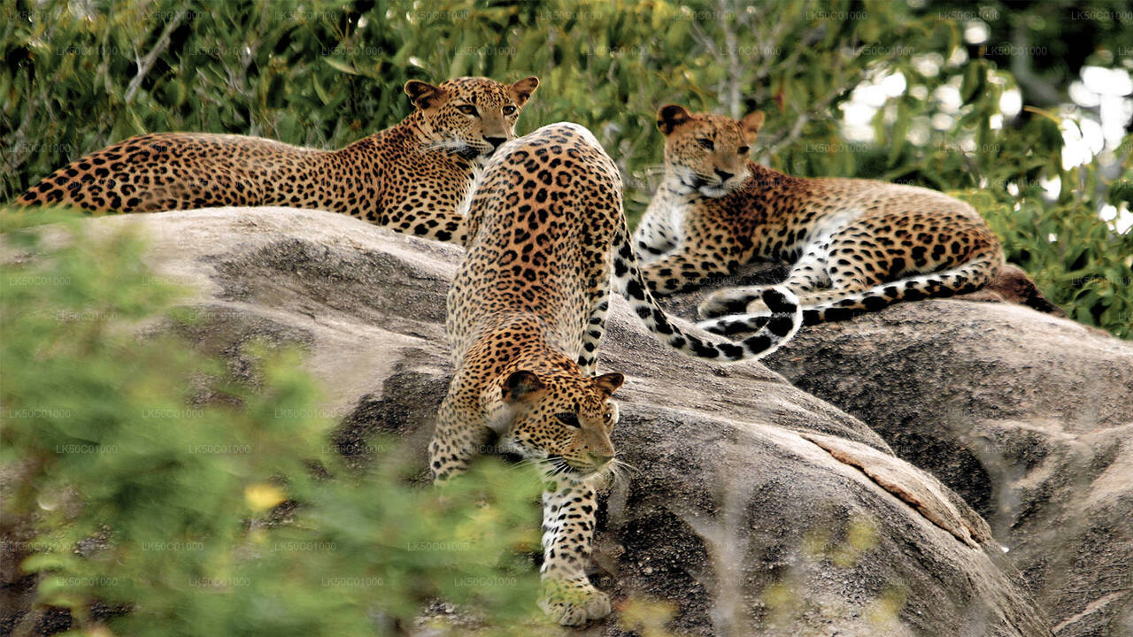 Yala National Park Private Safari with Naturalist