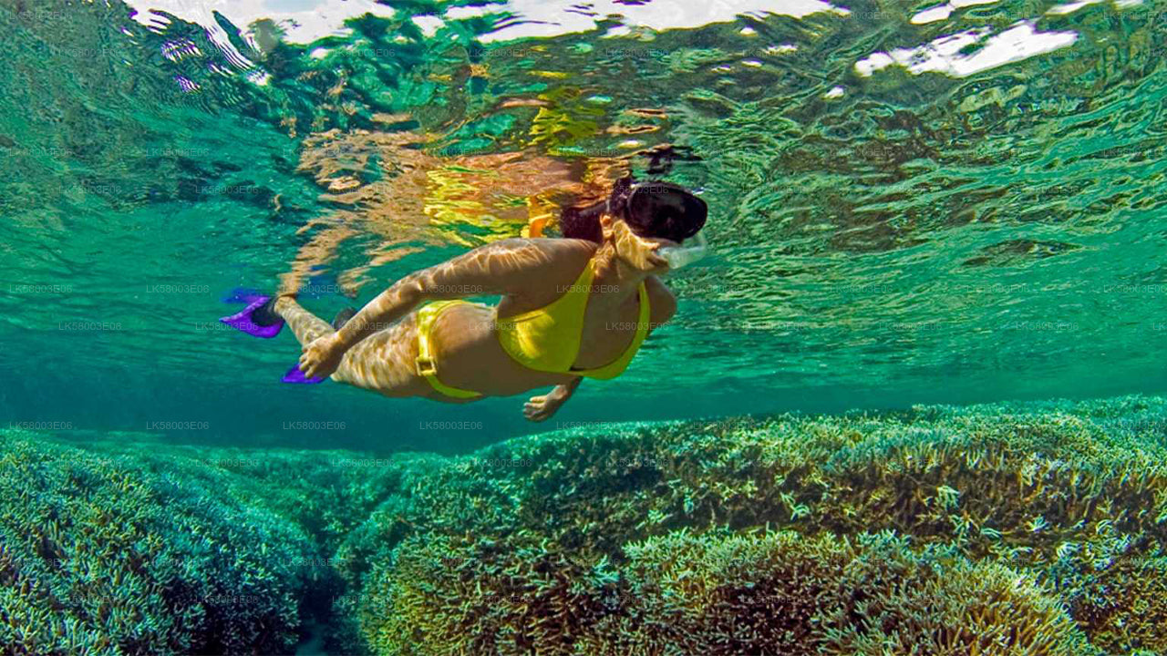 Snorkeling from Unawatuna