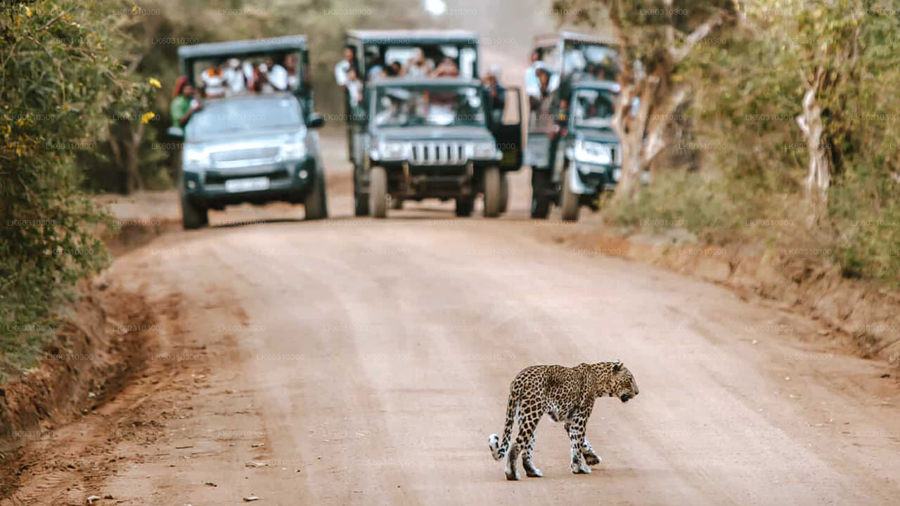 Yala National Park Private Safari from Ahangama