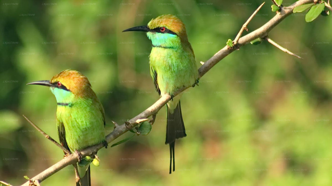 Sinharaja Rain Forest Bird Watching Tour