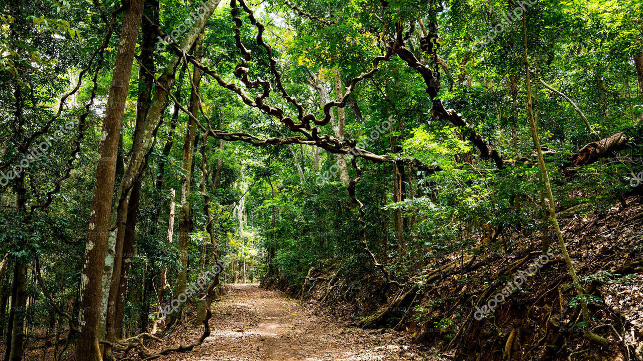 Udawattekele Forest Reserve Entrance Tickets