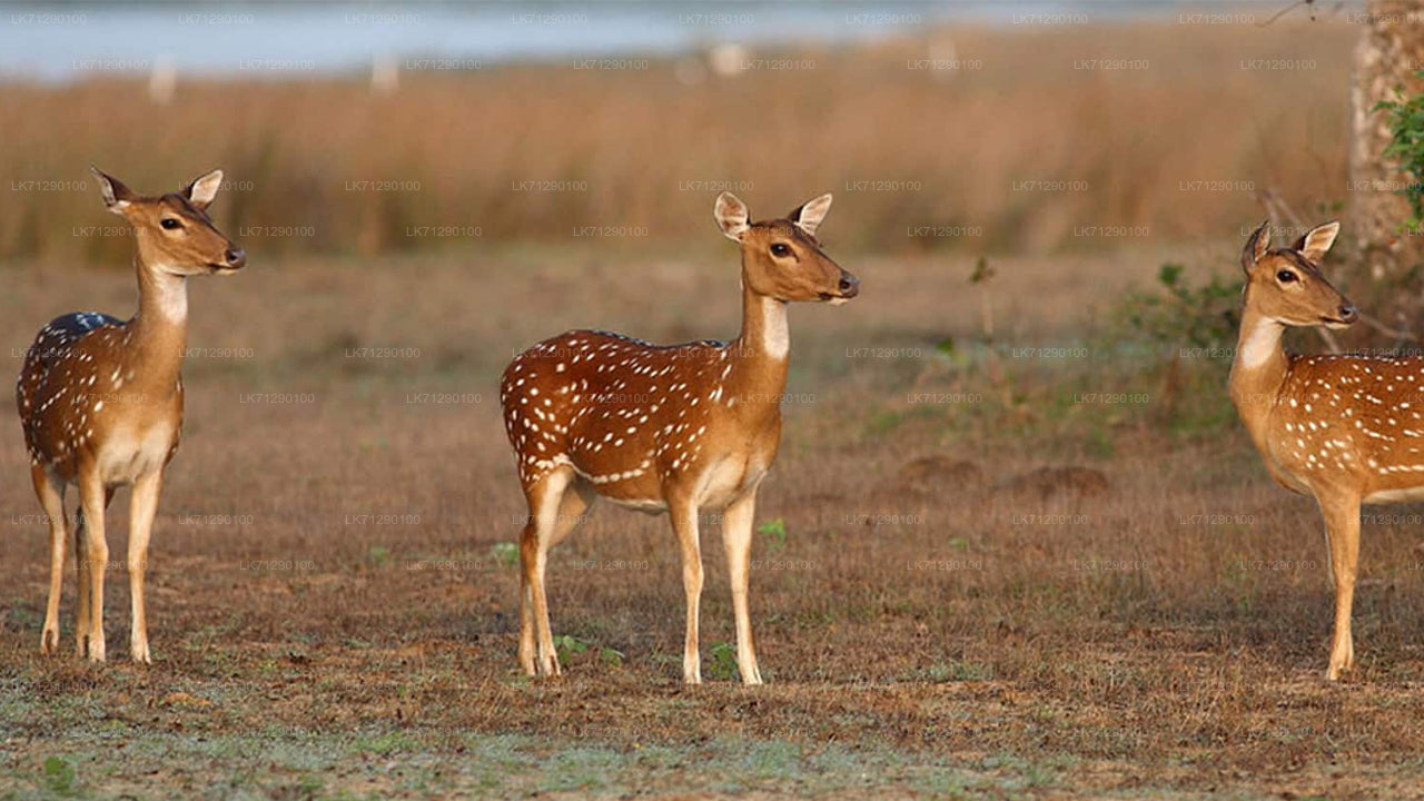 ウィルパットゥ国立公園入場券