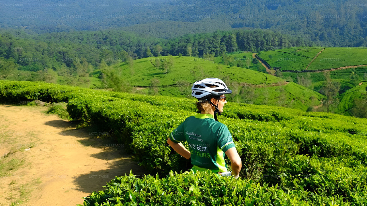 キャンディから自転車で行く茶畑