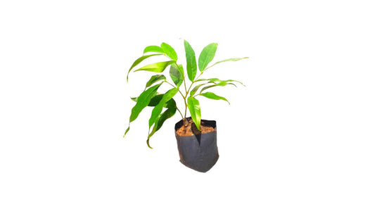 アショカ (අශෝක) 薬用植物