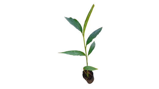 カルダモン (එනසාල්) スパイス植物