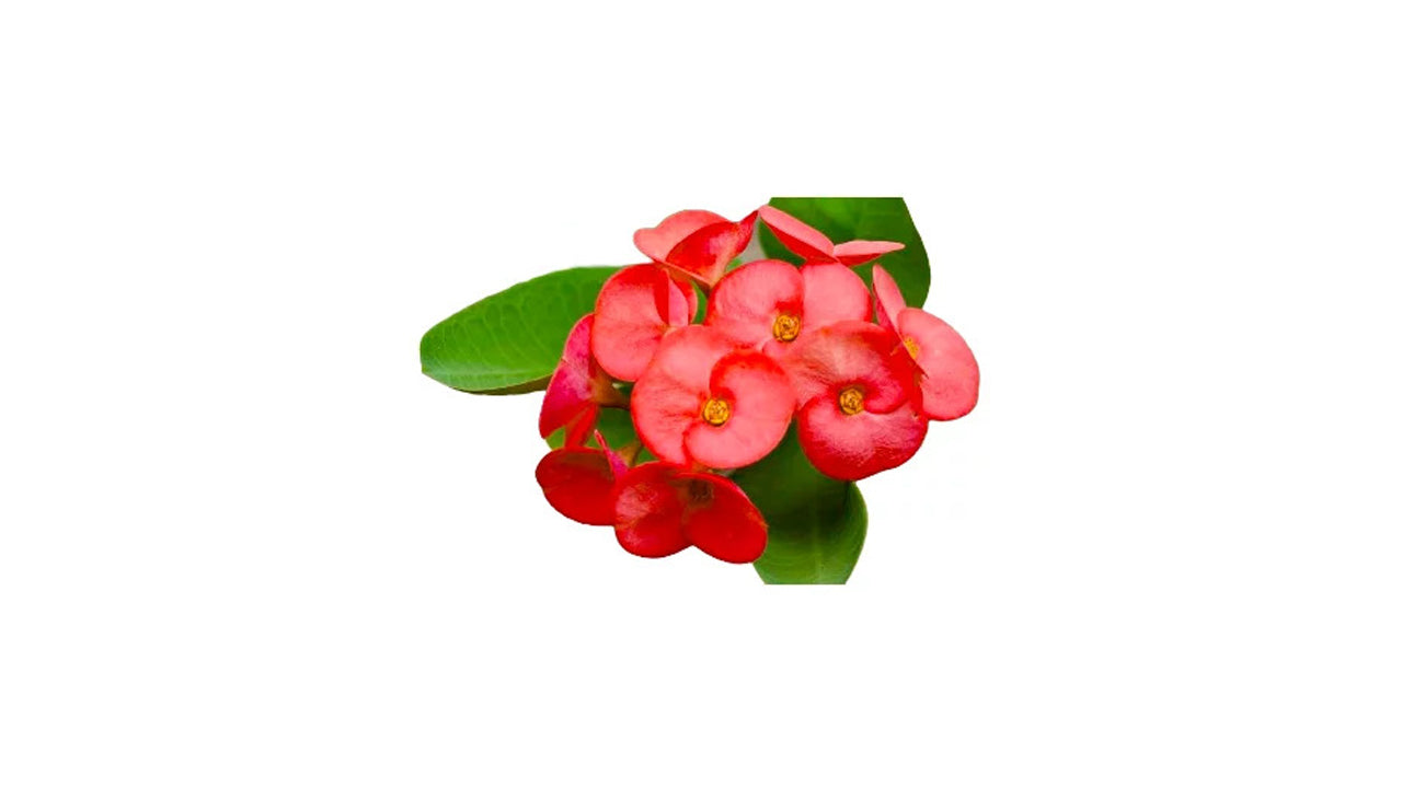 ユーフォルビア (ඉයුෆෝබියා) 花と珍しい植物