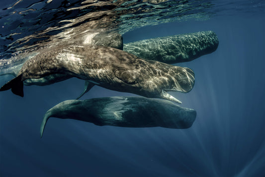 コロンボ発 海、砂、海洋生物（2日間）