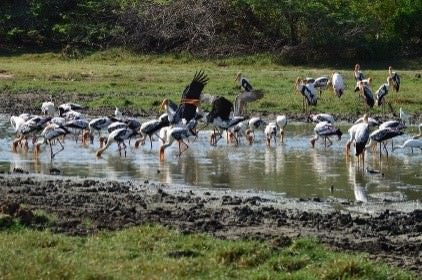 ベントータ発の大自然の驚異と隠された寺院 (2 日間)