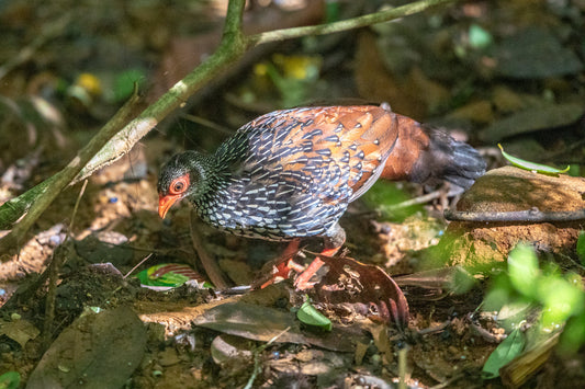 鳥類と哺乳類を巡る野生動物ツアー (6 日間)