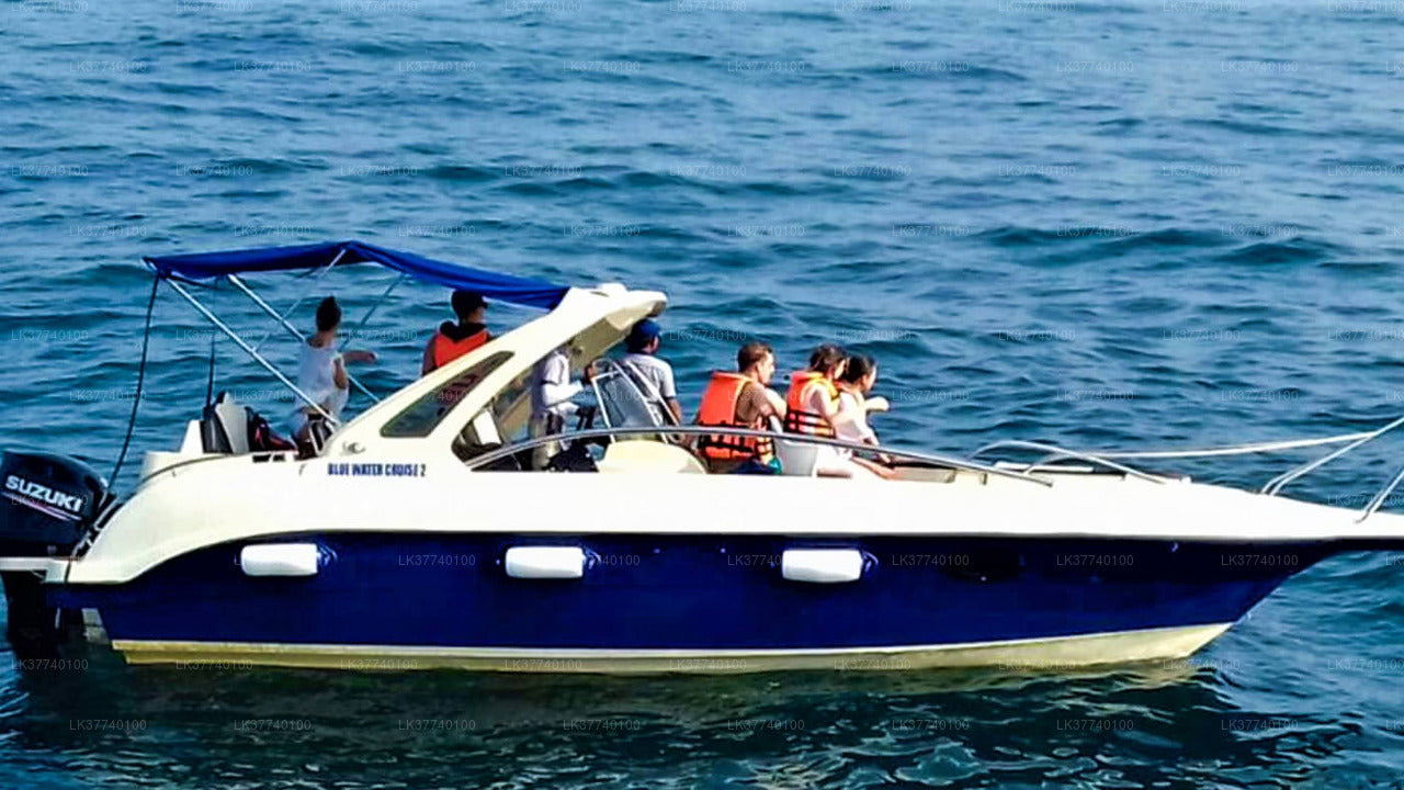 アンバランゴダ発ホエール ウォッチング ボート ツアー
