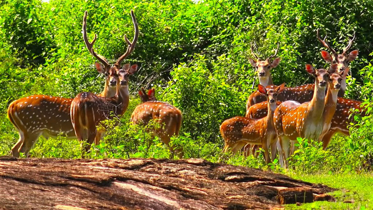 ウダワラウェ国立公園プライベートサファリ