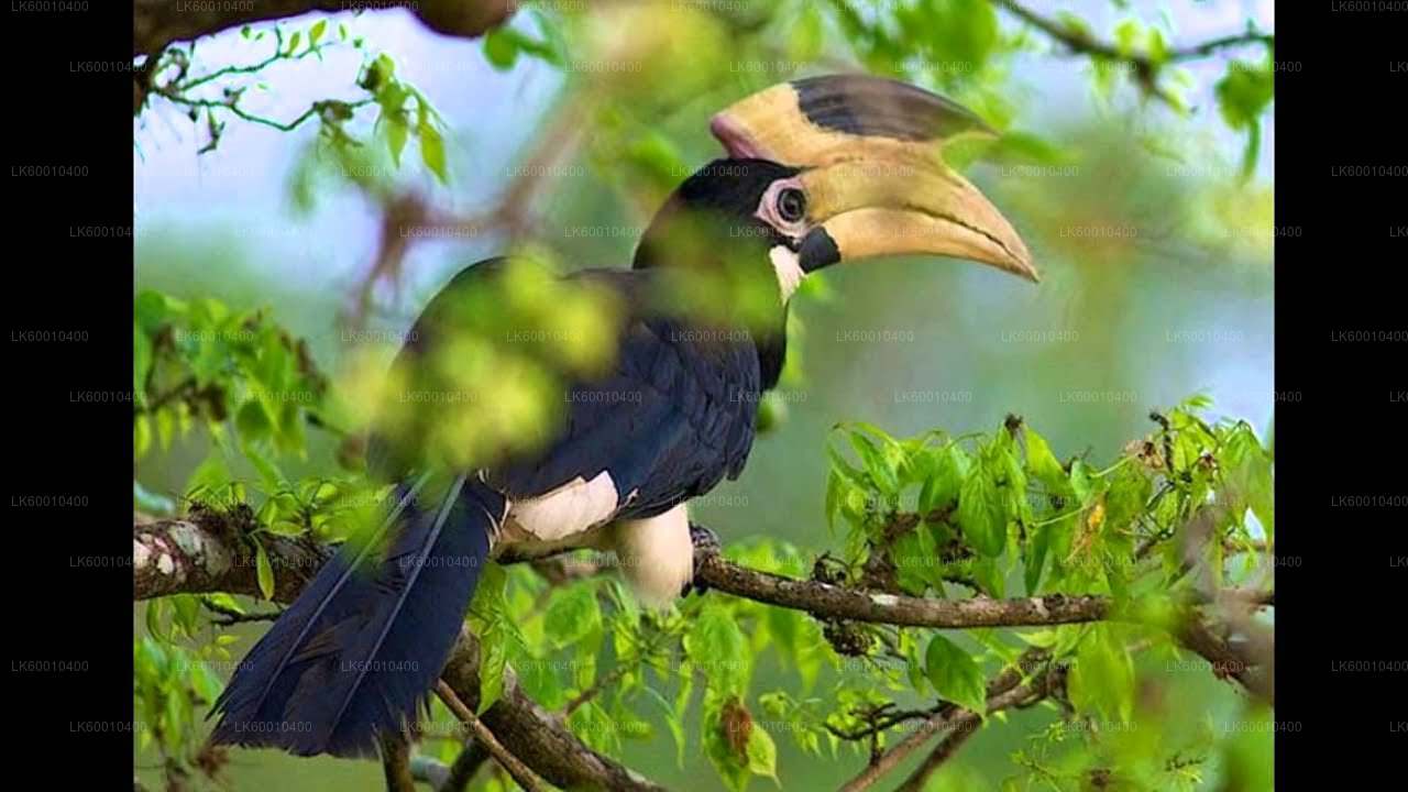 アハンガマ発ブンダラ国立公園サファリ