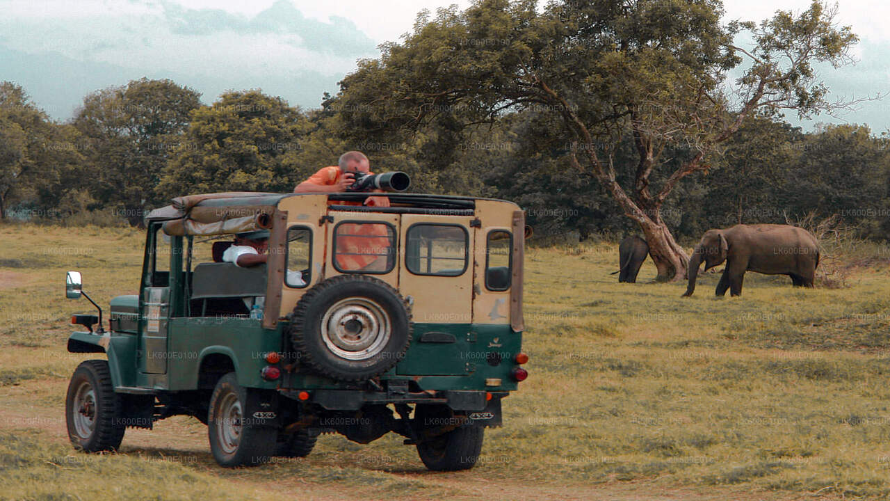 ベールワラ発ウダワラウェ国立公園サファリ