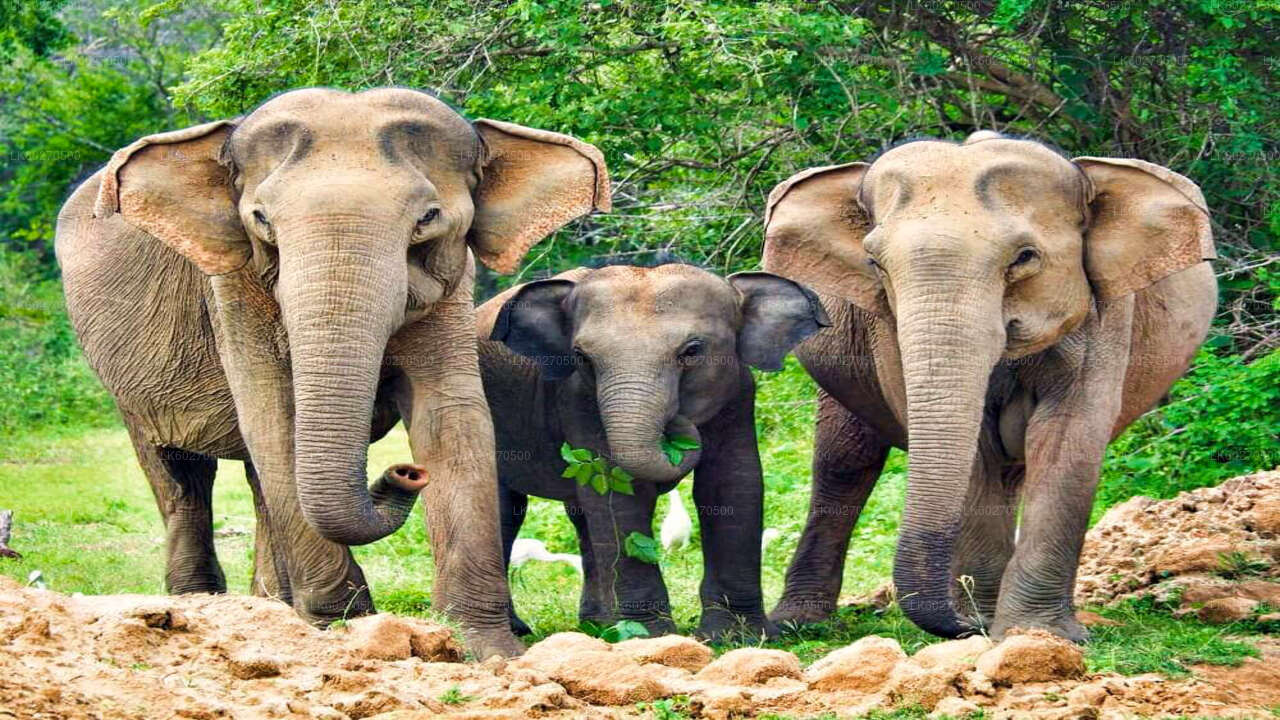 ディクウェラ発ヤーラ国立公園サファリ