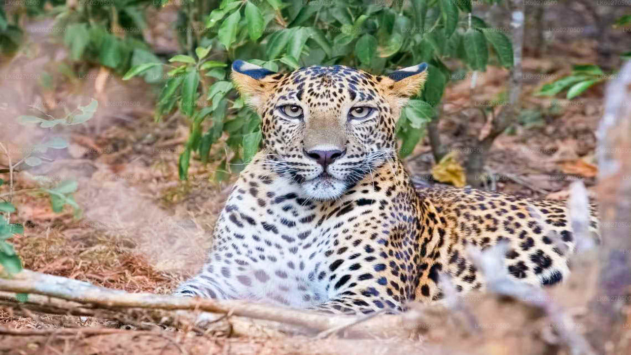 ディクウェラ発ヤーラ国立公園サファリ