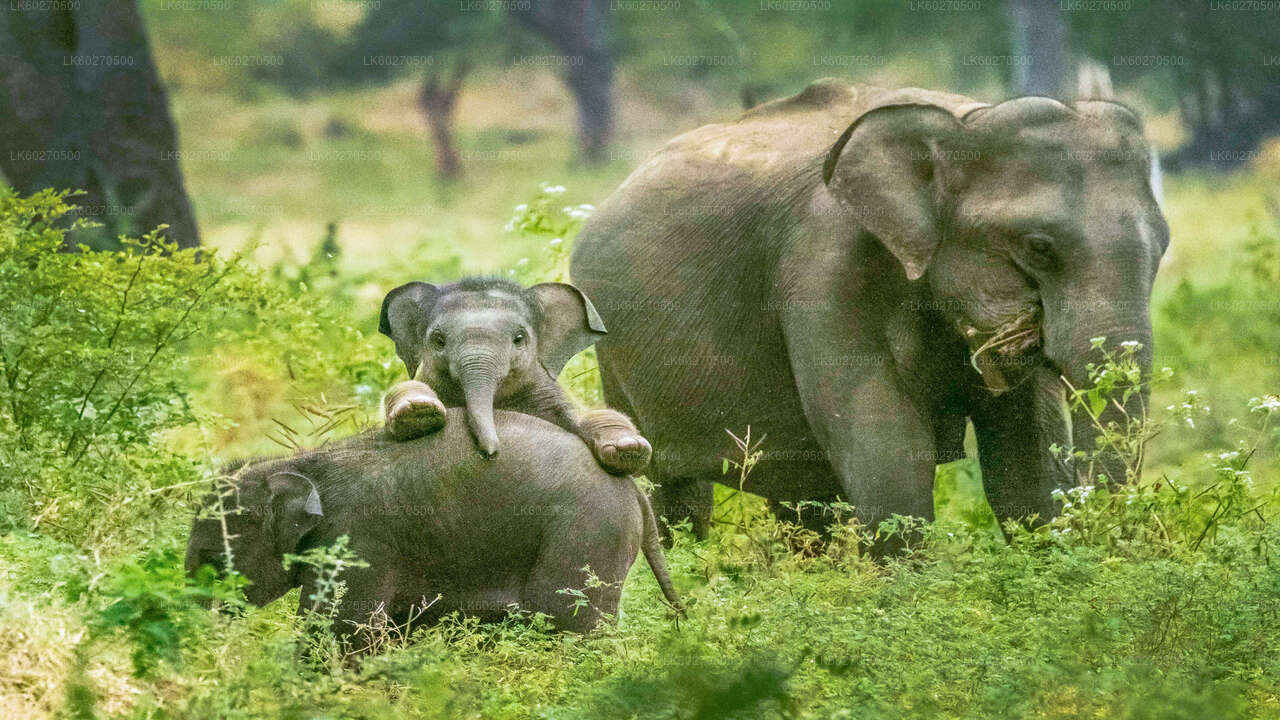 ディクウェラ発ヤーラ国立公園サファリ