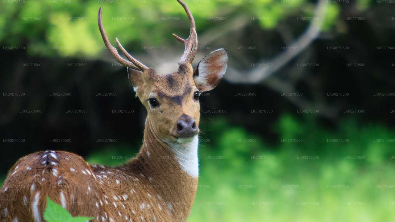 ディクウェラ発ヤーラ国立公園サファリ