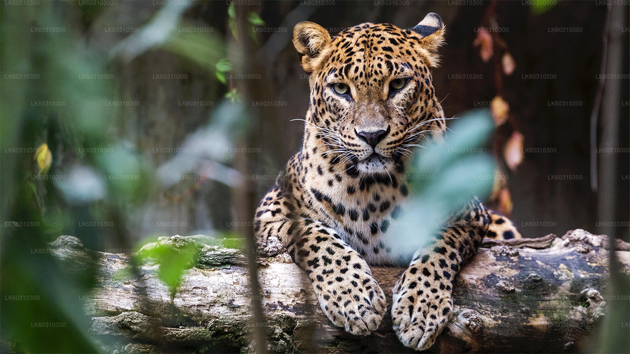 アハンガマ発ヤーラ国立公園サファリ