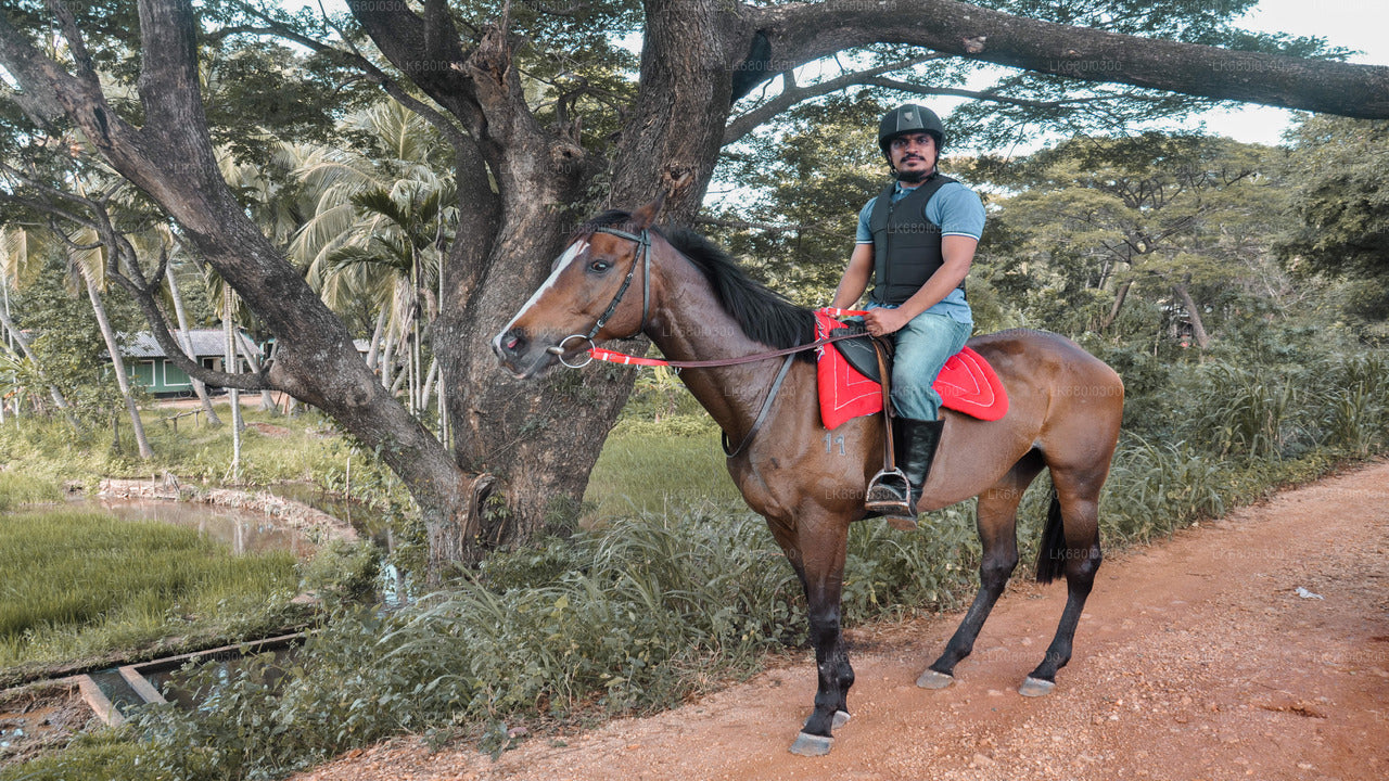 ダンブッラから村を巡る乗馬ツアー