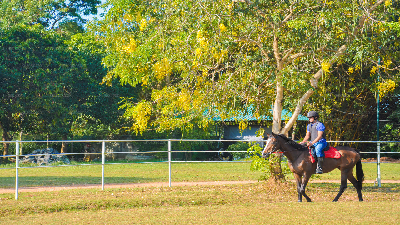 ハバラナのプロフェッショナルのための乗馬