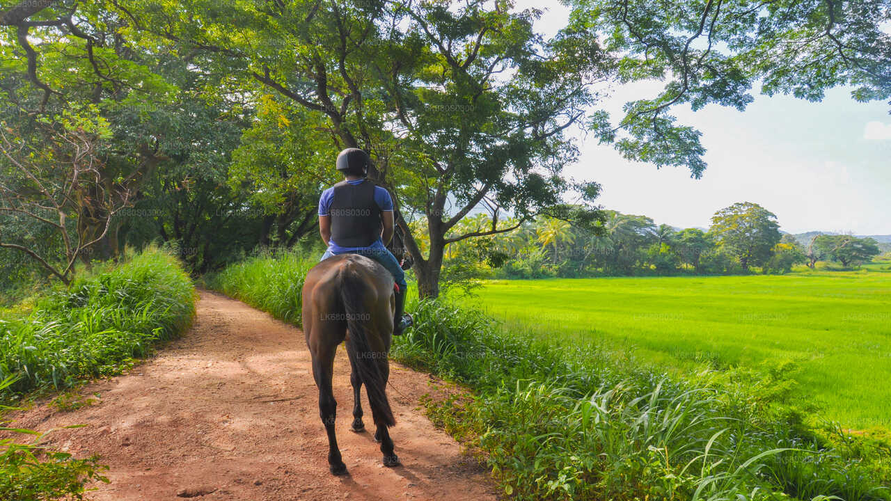 ハバラナから村を巡る乗馬ツアー