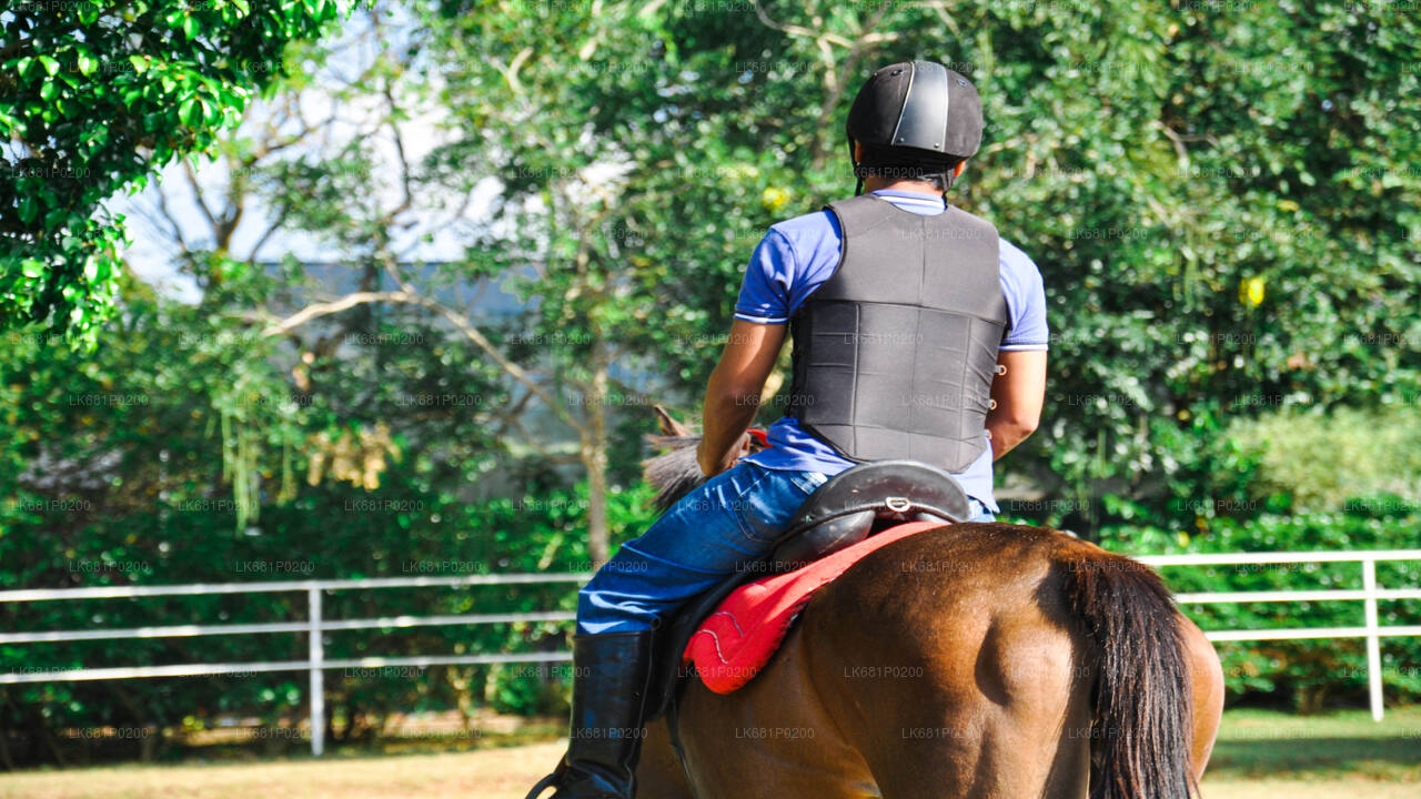 ニゴンボのプロフェッショナルのための乗馬