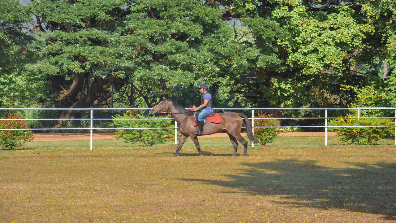 ニゴンボのプロフェッショナルのための乗馬