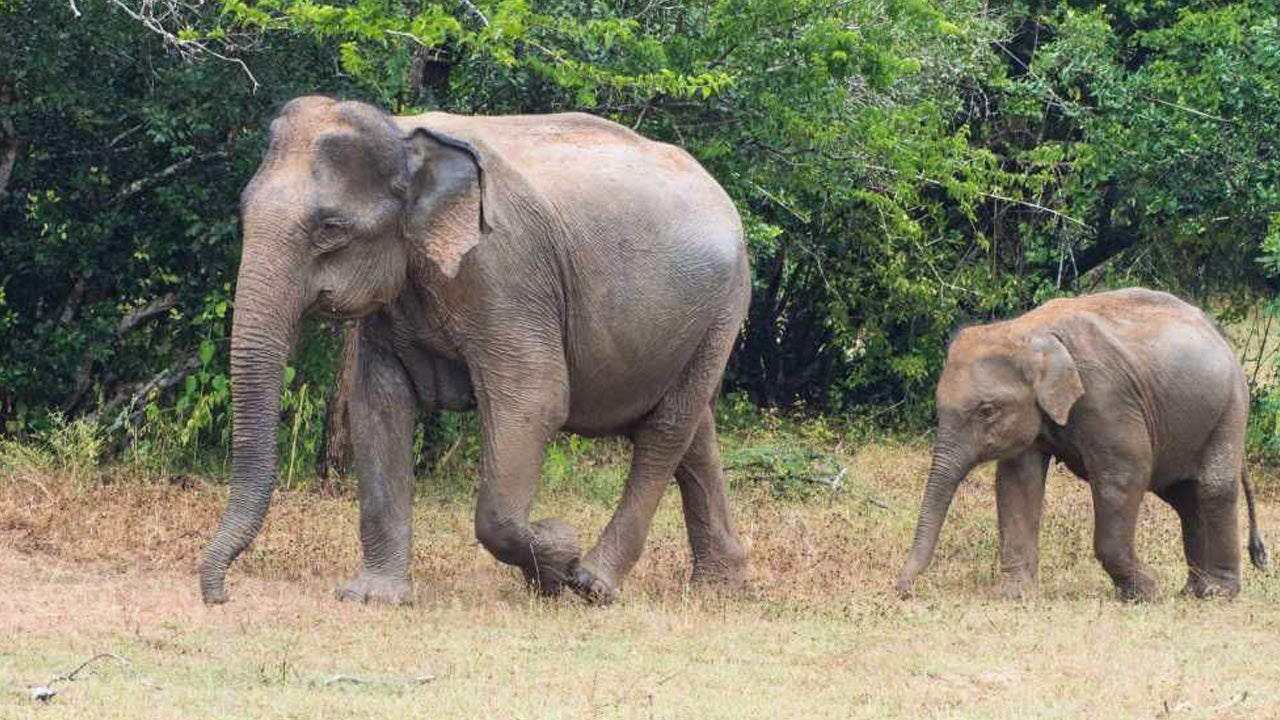 ルヌガムヴェヘラ国立公園入場券