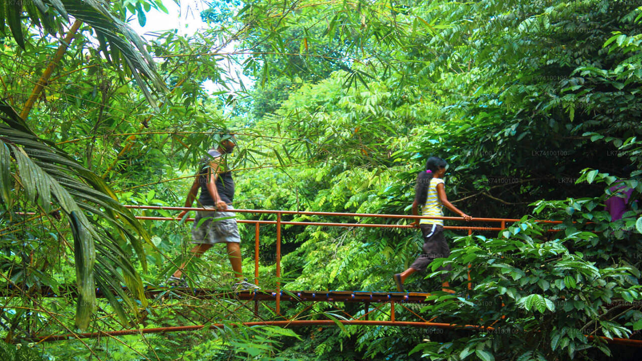 キトゥルガラからの熱帯雨林トレッキング