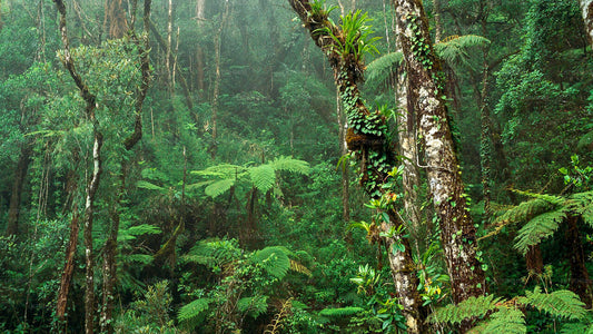 コロンボ発シンハラジャ熱帯雨林のバードウォッチングトレッキング