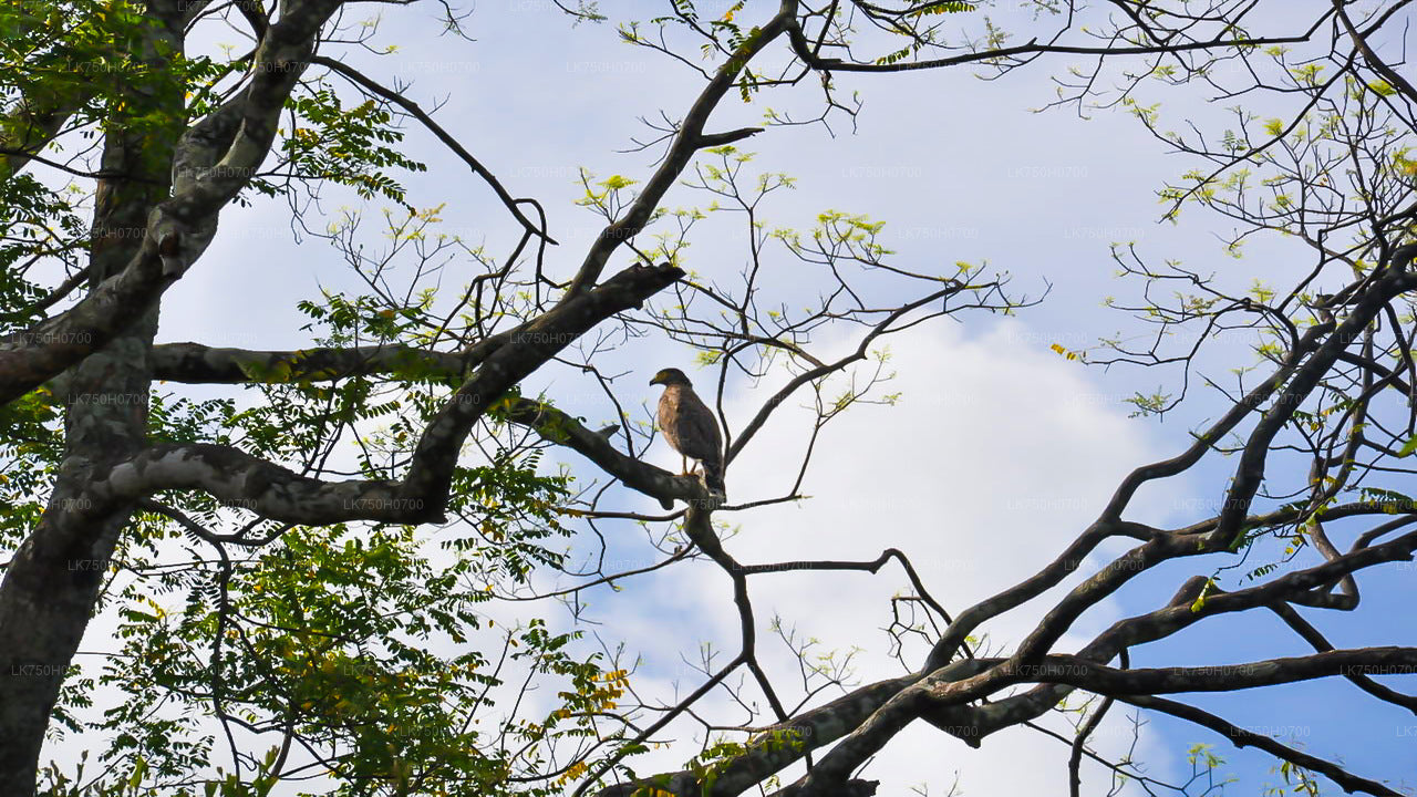 コロンボ発、アナウィルンダワ自然保護区でのバードウォッチング
