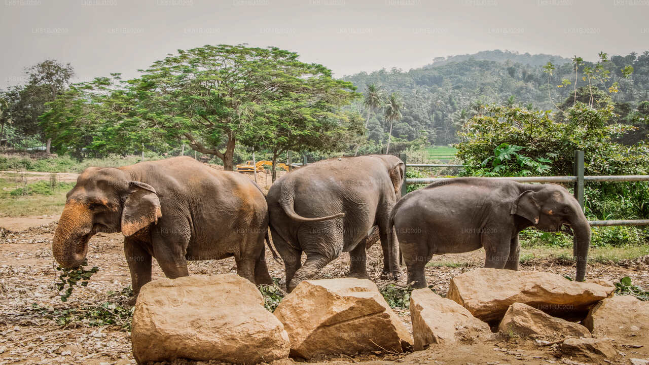 コロンボ港からのピンナワラ象孤児院