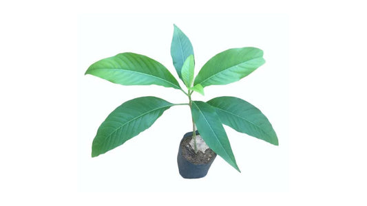 パワッタ (පාවට්ටා ආඩතෝඩා) 薬用植物