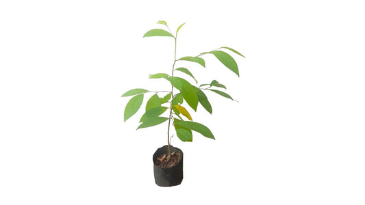 ラート カロー (රත් කරව් බීජ) 薬用植物