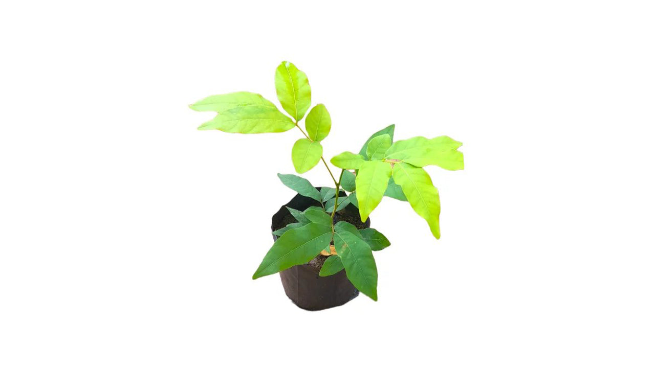 ソープツリー (ගස් පෙනෙල / සබන් ගස බීජ) 薬用植物