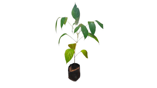 トティラ (තොටිල්ල) 薬用植物