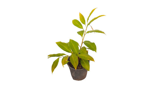 Wal Iguru (වල් ඉගුරු ලේයර්) 薬用植物